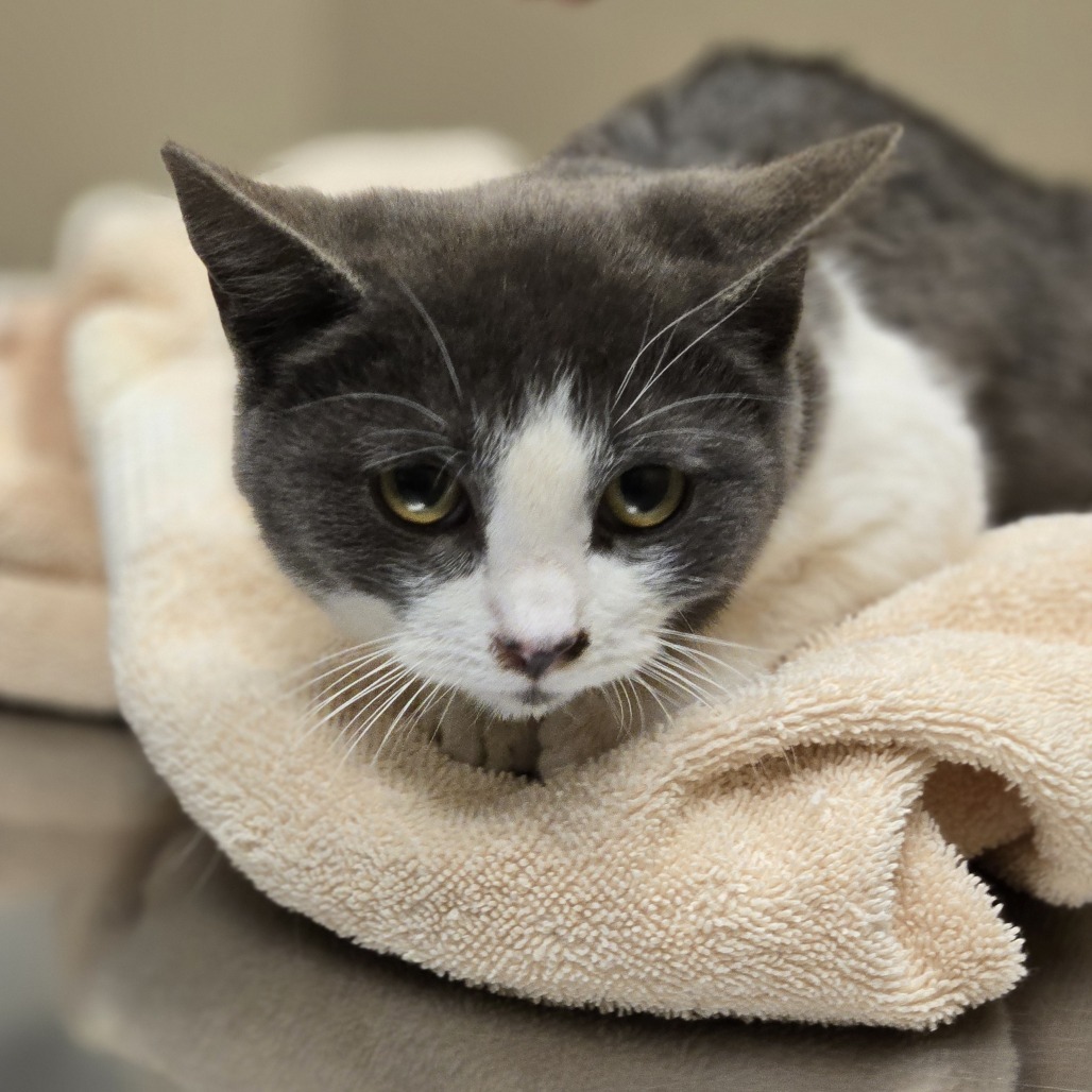 Dickens, an adoptable Domestic Short Hair in Wickenburg, AZ, 85390 | Photo Image 2
