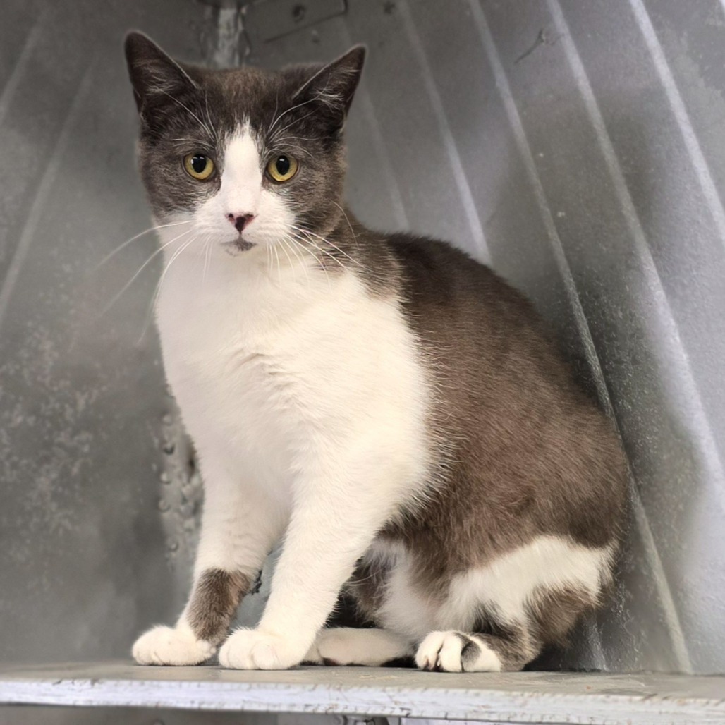 Dickens, an adoptable Domestic Short Hair in Wickenburg, AZ, 85390 | Photo Image 3