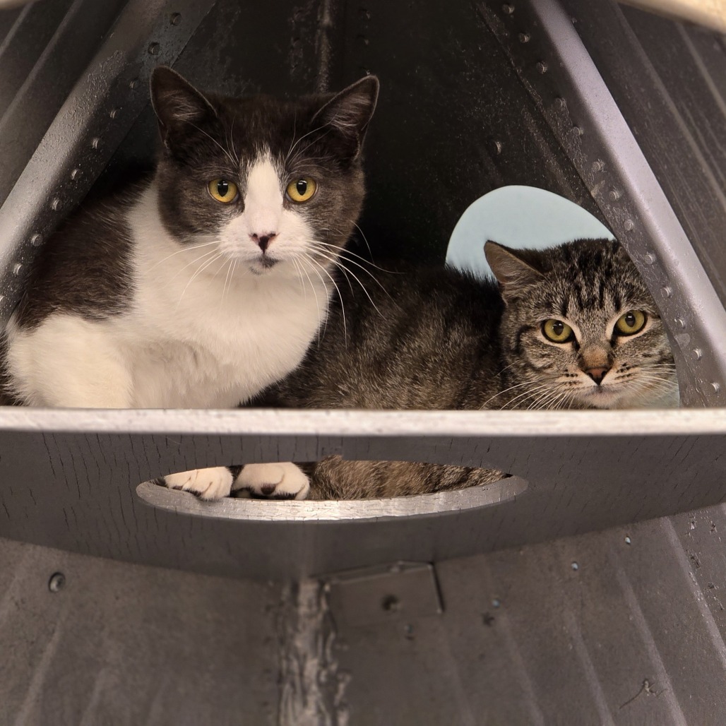 Dickens, an adoptable Domestic Short Hair in Wickenburg, AZ, 85390 | Photo Image 4