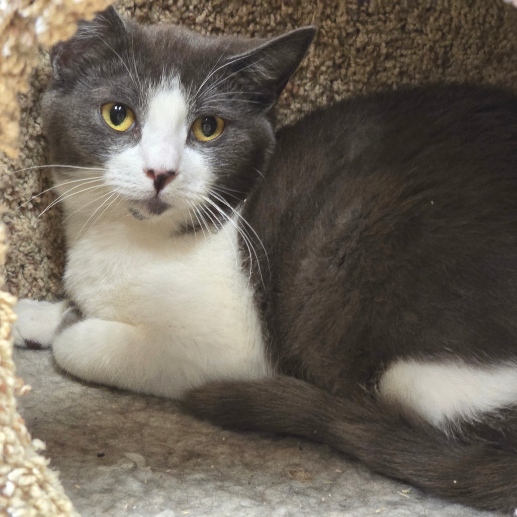 Dickens, an adoptable Domestic Short Hair in Wickenburg, AZ, 85390 | Photo Image 5