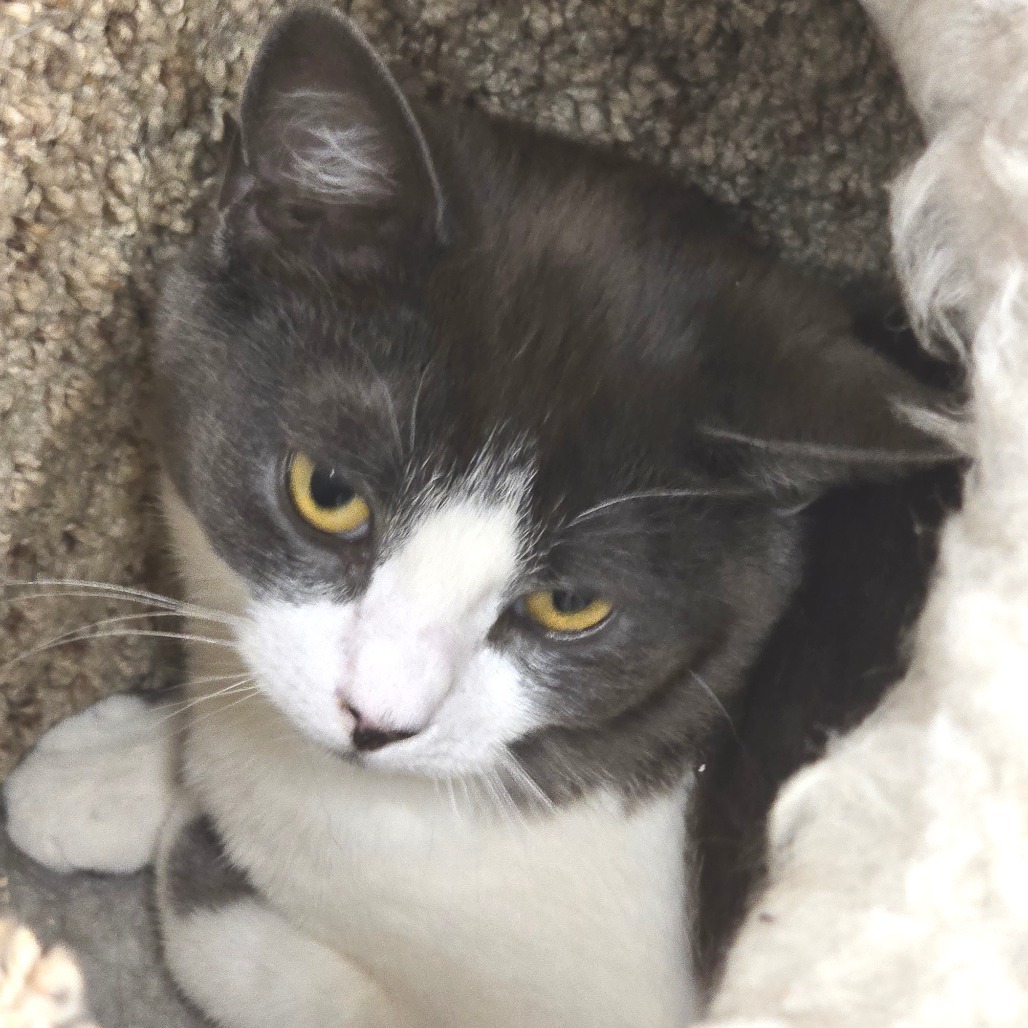 Dickens, an adoptable Domestic Short Hair in Wickenburg, AZ, 85390 | Photo Image 6