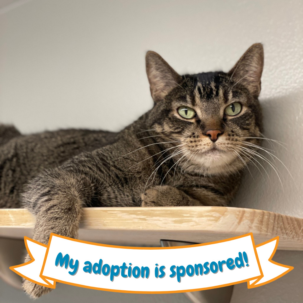 Dunkin, an adoptable Domestic Short Hair in Fort Collins, CO, 80524 | Photo Image 1