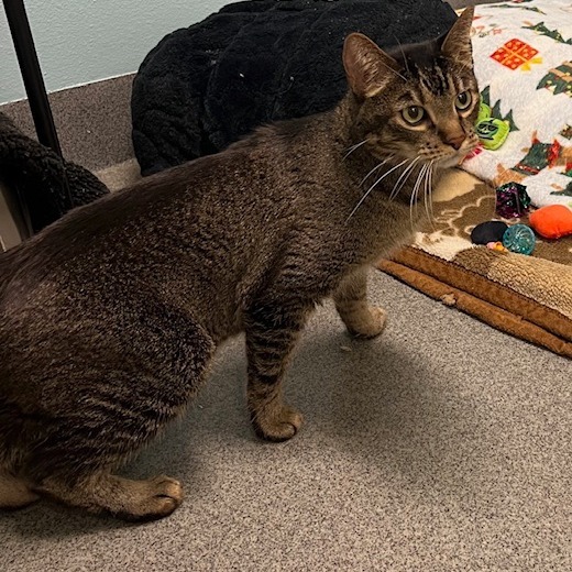 Dunkin, an adoptable Domestic Short Hair in Fort Collins, CO, 80524 | Photo Image 2