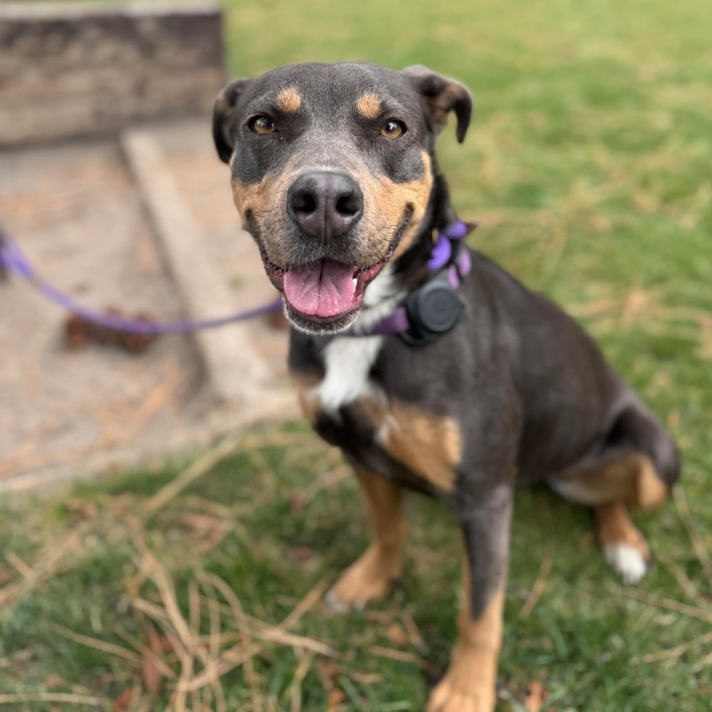 Dippin' Dot, an adoptable Pit Bull Terrier, Mixed Breed in Bend, OR, 97702 | Photo Image 1
