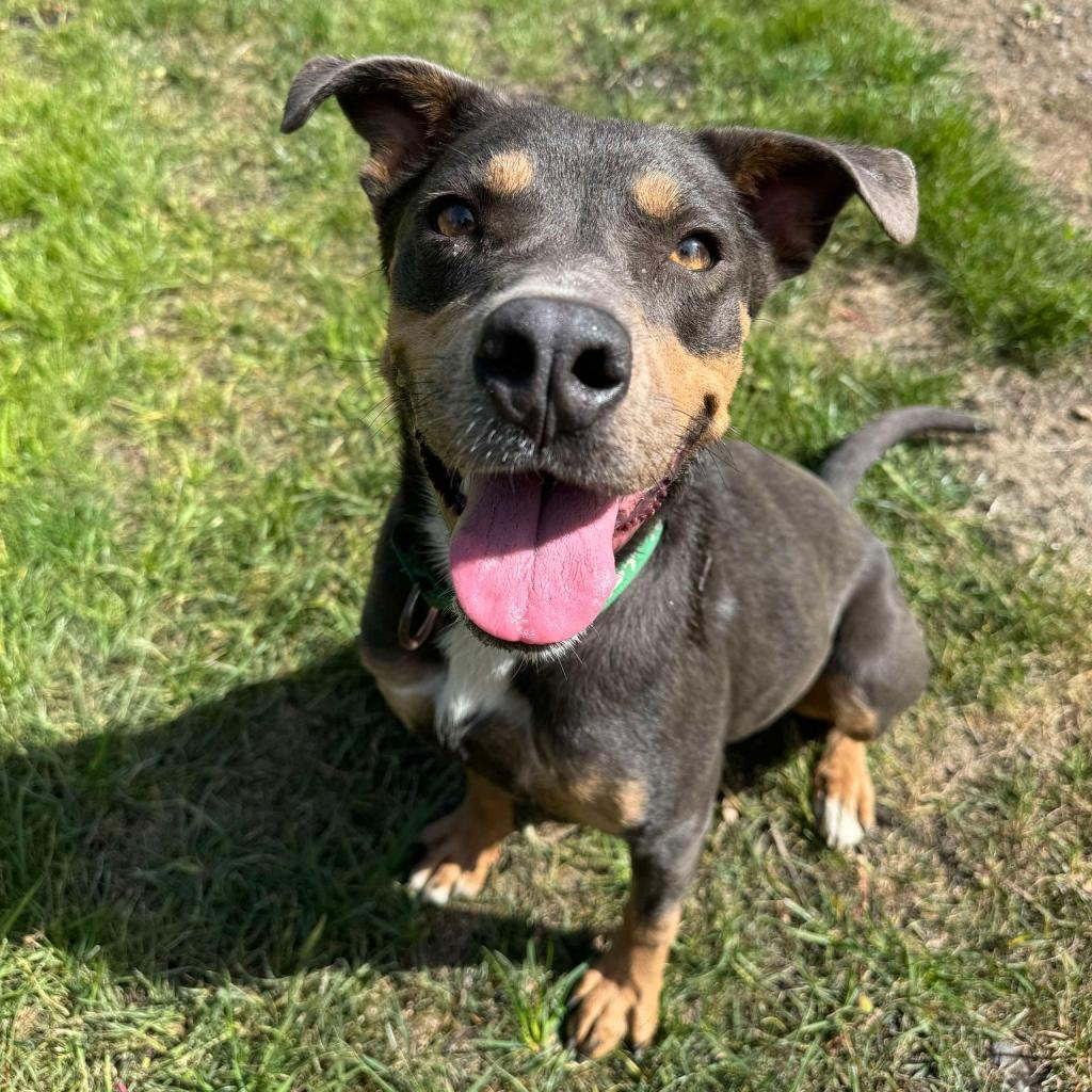 Dippin' Dot, an adoptable Pit Bull Terrier, Mixed Breed in Bend, OR, 97702 | Photo Image 2