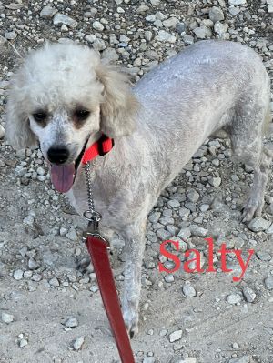 Salty Dog, Adult Male Poodle