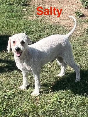 Salty Dog, Adult Male unknown