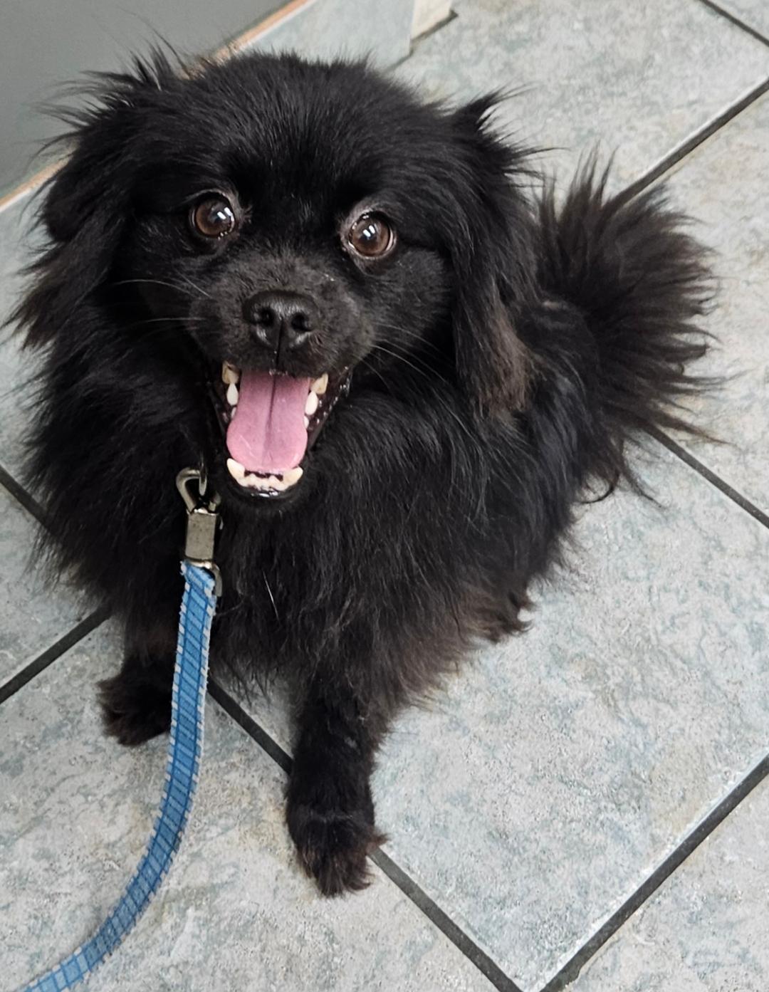 Bear, an adoptable Schipperke, Pomeranian in Naperville, IL, 60567 | Photo Image 1