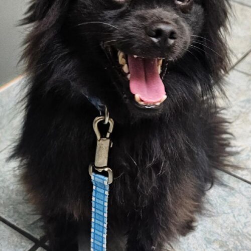 Bear, an adoptable Schipperke, Pomeranian in Naperville, IL, 60567 | Photo Image 2