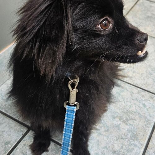 Bear, an adoptable Schipperke, Pomeranian in Naperville, IL, 60567 | Photo Image 3