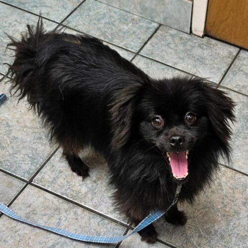 Bear, an adoptable Schipperke, Pomeranian in Naperville, IL, 60567 | Photo Image 4