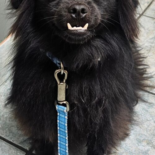 Bear, an adoptable Schipperke, Pomeranian in Naperville, IL, 60567 | Photo Image 5