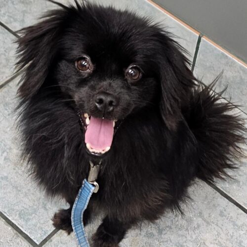 Bear, an adoptable Schipperke, Pomeranian in Naperville, IL, 60567 | Photo Image 6