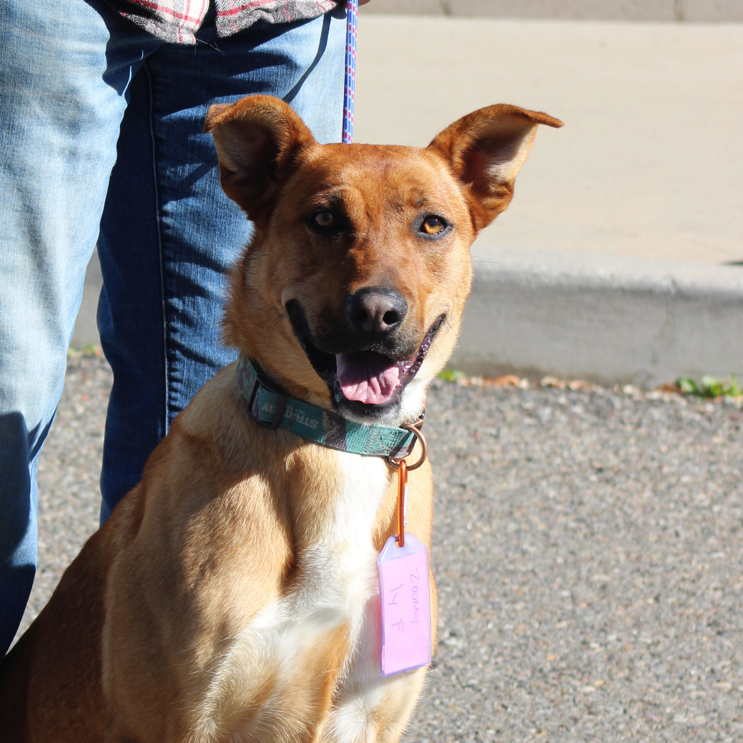 Zoomy, an adoptable Rhodesian Ridgeback, Mixed Breed in Grand Junction, CO, 81503 | Photo Image 1