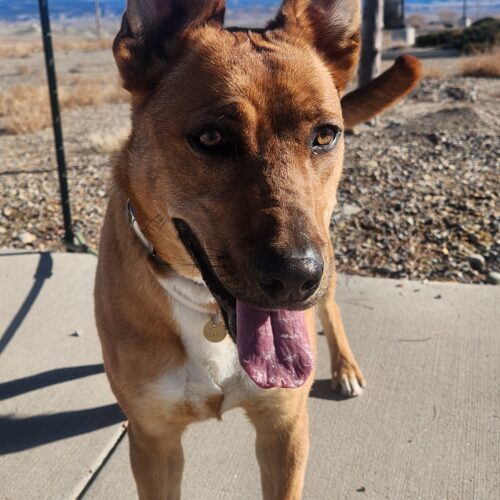 Zoomy, an adoptable Rhodesian Ridgeback, Mixed Breed in Grand Junction, CO, 81503 | Photo Image 2