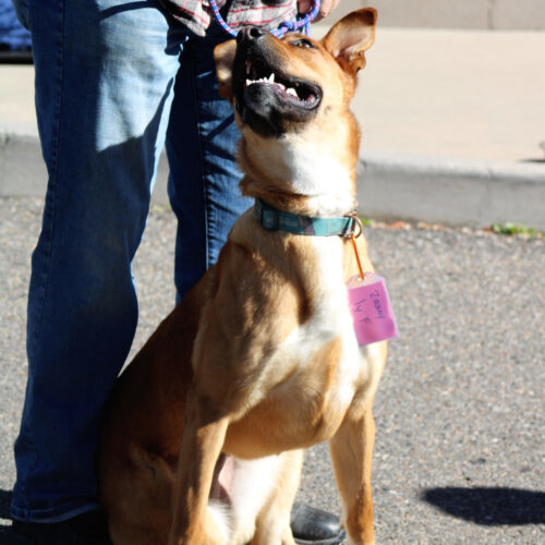 Zoomy, an adoptable Rhodesian Ridgeback, Mixed Breed in Grand Junction, CO, 81503 | Photo Image 3