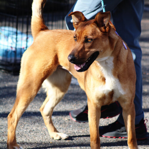 Zoomy, an adoptable Rhodesian Ridgeback, Mixed Breed in Grand Junction, CO, 81503 | Photo Image 4