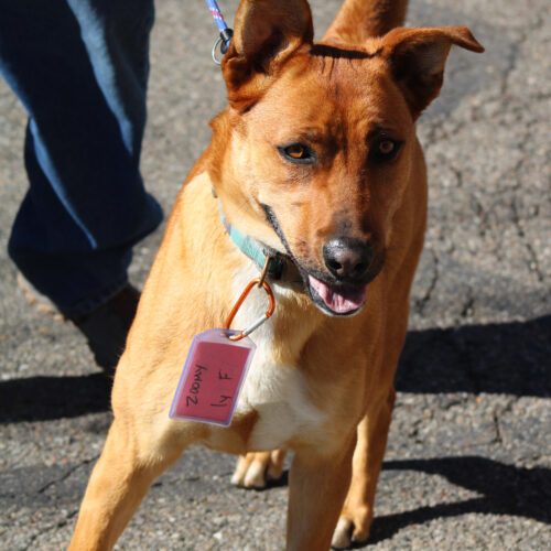Zoomy, an adoptable Rhodesian Ridgeback, Mixed Breed in Grand Junction, CO, 81503 | Photo Image 5