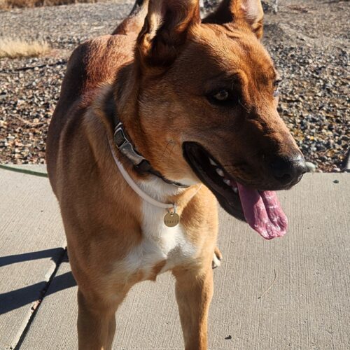 Zoomy, an adoptable Rhodesian Ridgeback, Mixed Breed in Grand Junction, CO, 81503 | Photo Image 6