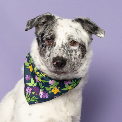 Sailor, an adoptable Cattle Dog, Mixed Breed in Caldwell, ID, 83607 | Photo Image 1
