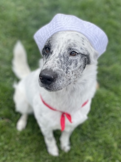 Sailor, an adoptable Cattle Dog, Mixed Breed in Caldwell, ID, 83607 | Photo Image 1
