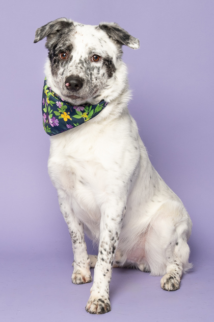 Sailor, an adoptable Cattle Dog, Mixed Breed in Caldwell, ID, 83607 | Photo Image 2