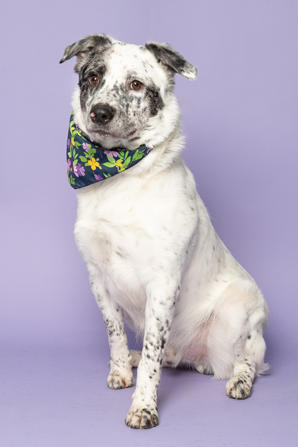 Sailor, an adoptable Cattle Dog, Mixed Breed in Caldwell, ID, 83607 | Photo Image 3