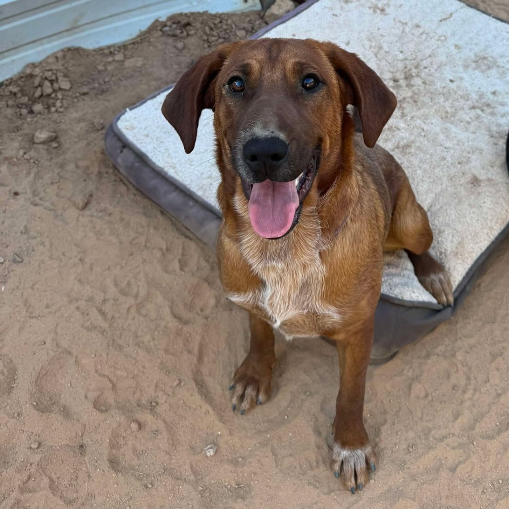 Phantom, an adoptable Bloodhound, Cattle Dog in Phoenix, AZ, 85027 | Photo Image 1