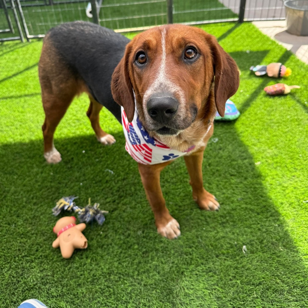 Honey Bee, an adoptable Bloodhound, Cattle Dog in Phoenix, AZ, 85027 | Photo Image 1