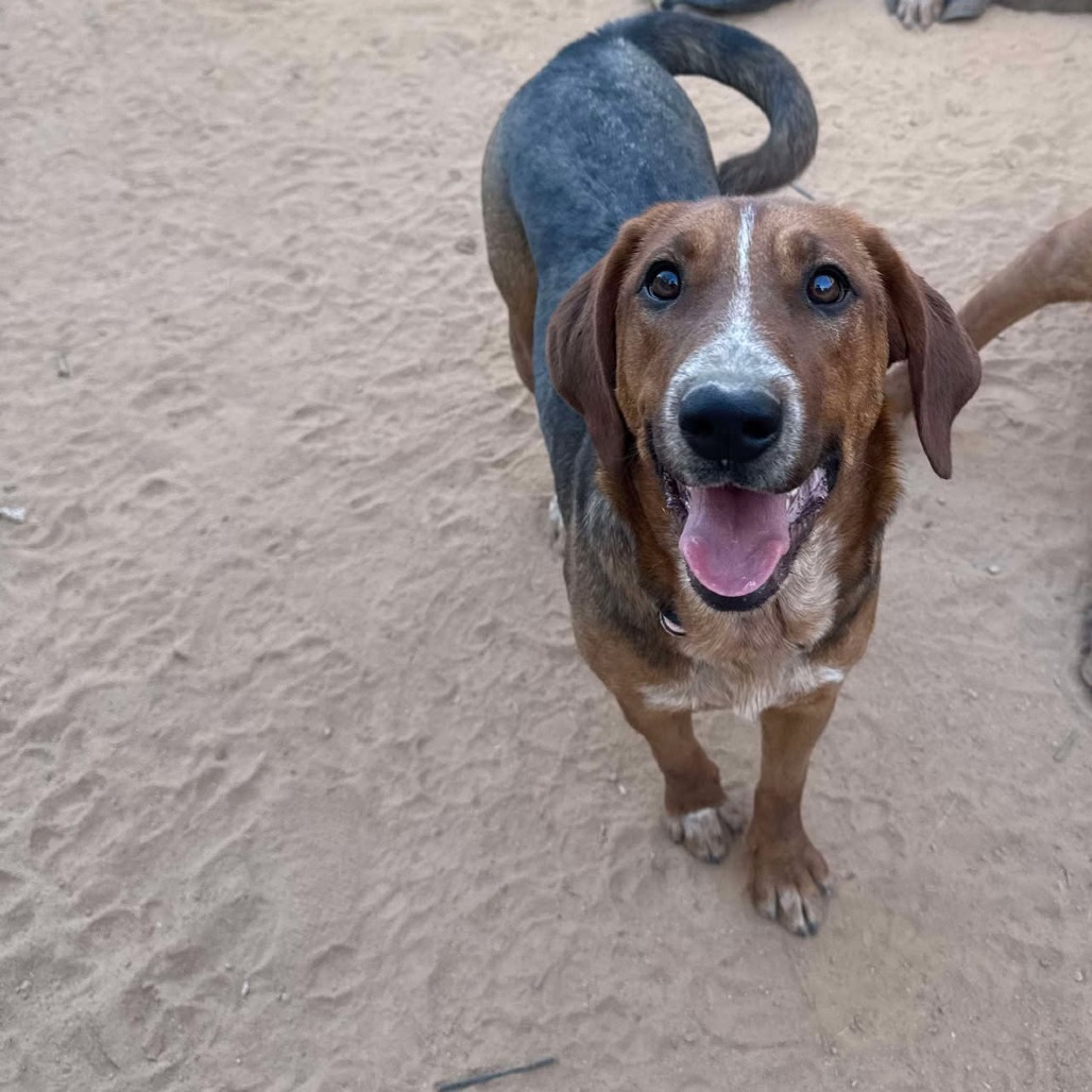 Honey Bee, an adoptable Bloodhound, Cattle Dog in Phoenix, AZ, 85027 | Photo Image 2