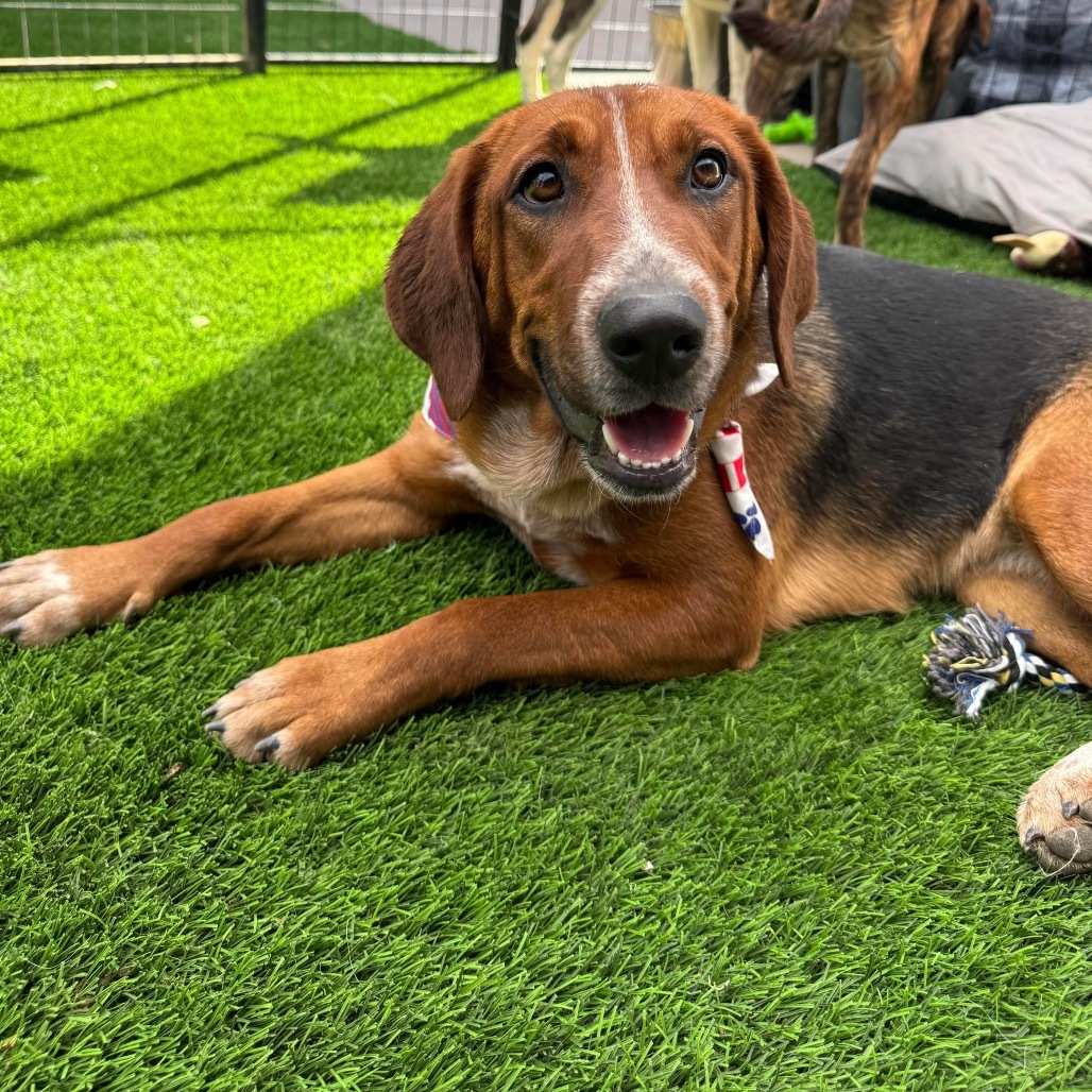 Honey Bee, an adoptable Bloodhound, Cattle Dog in Phoenix, AZ, 85027 | Photo Image 3