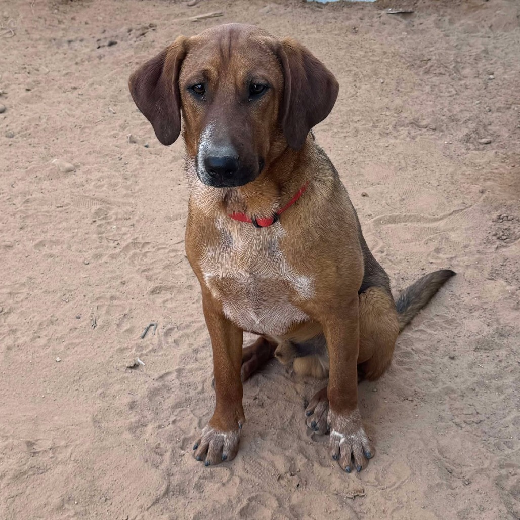 Napoleon, an adoptable Bloodhound, Cattle Dog in Phoenix, AZ, 85027 | Photo Image 1