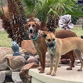 Napoleon, an adoptable Bloodhound, Cattle Dog in Phoenix, AZ, 85027 | Photo Image 3