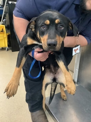 57668114, an adoptable Beauceron, Mixed Breed in Fort Worth, TX, 76119 | Photo Image 1