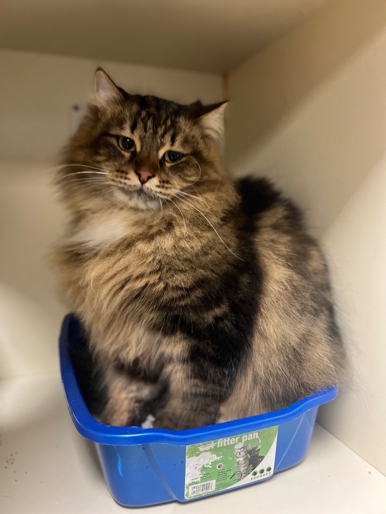 Milo, an adoptable Siberian in Troy, OH, 45373 | Photo Image 1