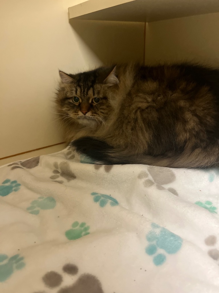 Lyra, an adoptable Siberian in Troy, OH, 45373 | Photo Image 1