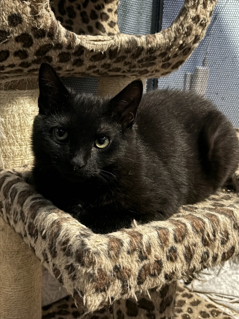 Thistle(Working Cat)