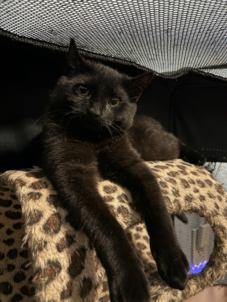 Thistle(Working Cat)