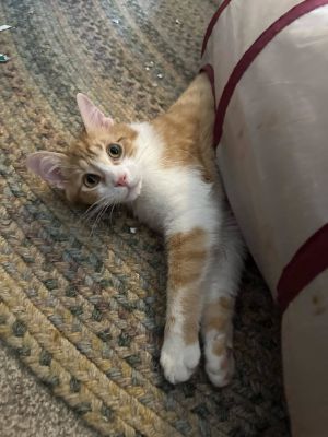Ellsworth, Young Male Tabby