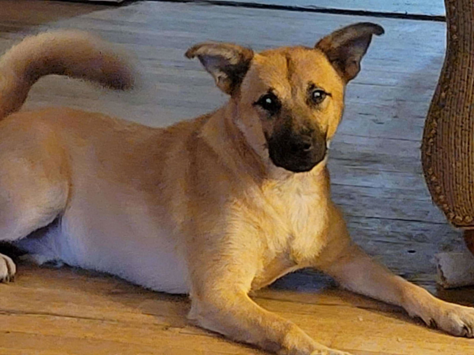 Bruno
