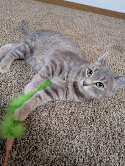 Barbie, an adoptable Domestic Short Hair in Neenah, WI, 54956 | Photo Image 1