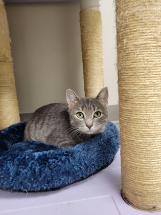 Barbie, an adoptable Domestic Short Hair in Neenah, WI, 54956 | Photo Image 2