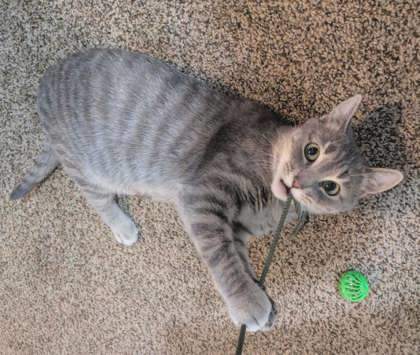 Barbie, an adoptable Domestic Short Hair in Neenah, WI, 54956 | Photo Image 3