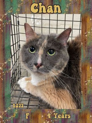 CHAN, Adult Female Domestic Short Hair