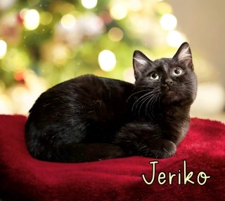 Jeriko 124115