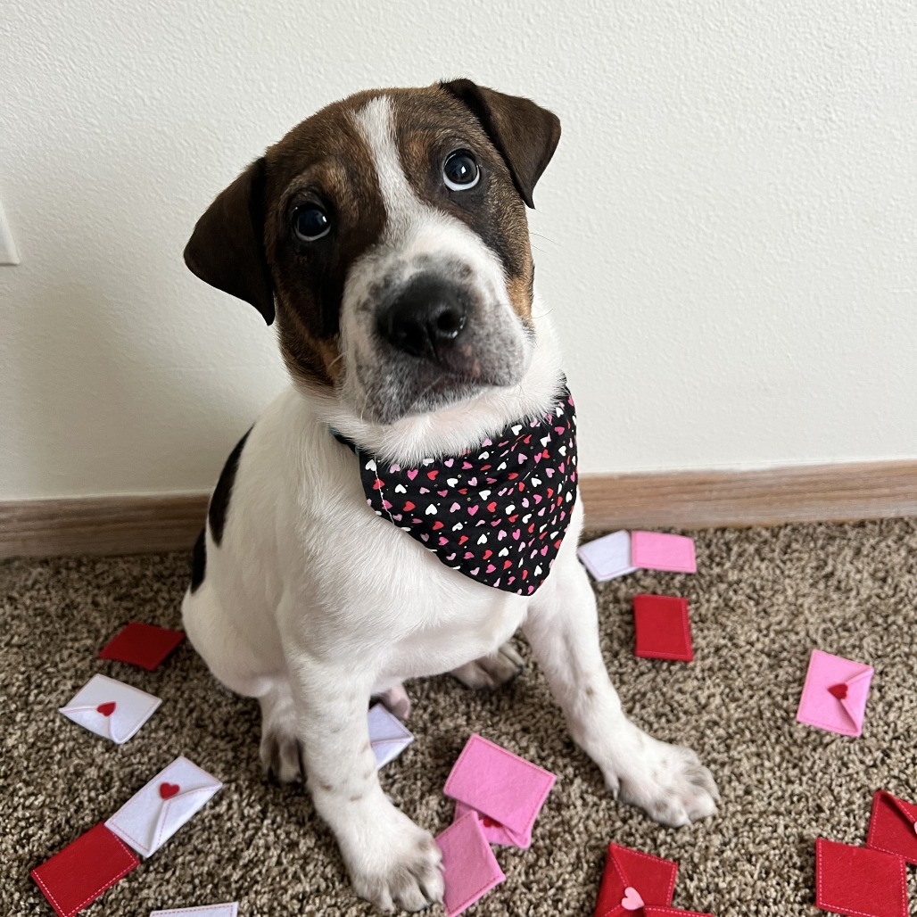 Spot, an adoptable Mixed Breed in Sioux Falls, SD, 57106 | Photo Image 1