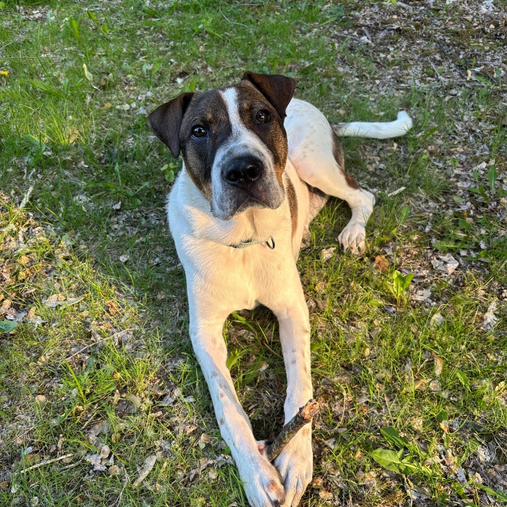 Spot, an adoptable Mixed Breed in Sioux Falls, SD, 57106 | Photo Image 1