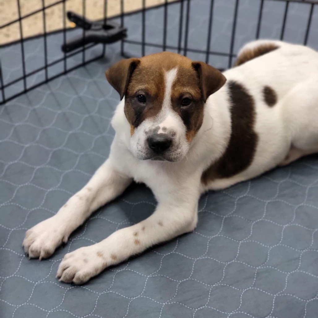 Spot, an adoptable Mixed Breed in Sioux Falls, SD, 57106 | Photo Image 2