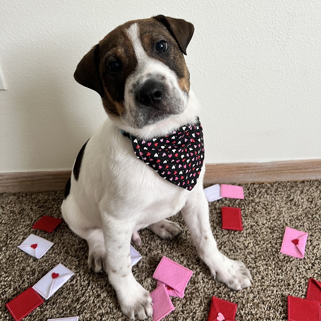 Spot, an adoptable Mixed Breed in Sioux Falls, SD, 57106 | Photo Image 3