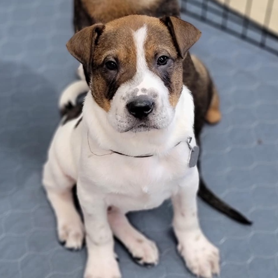 Spot, an adoptable Mixed Breed in Sioux Falls, SD, 57106 | Photo Image 3